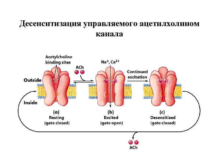 Десенситизация управляемого ацетилхолином канала 
