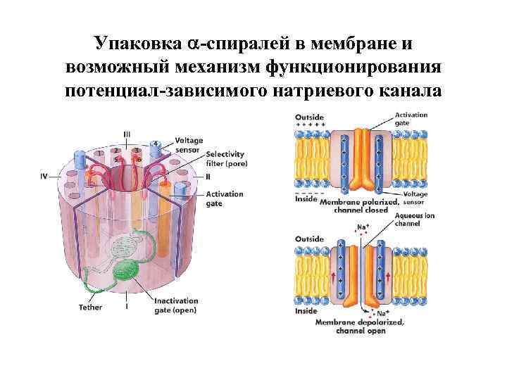 Эквивалентная схема биологической мембраны