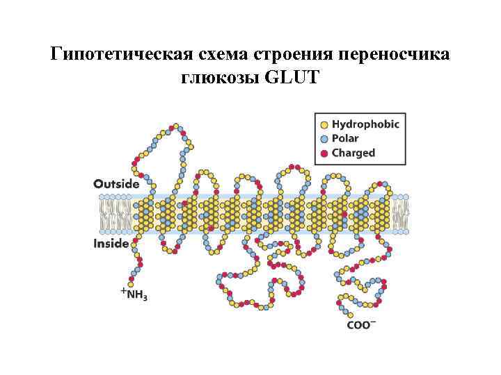 Гипотетическая схема строения переносчика глюкозы GLUT 