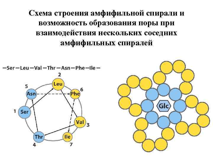 Схема строения амфифильной спирали и возможность образования поры при взаимодействия нескольких соседних амфифильных спиралей