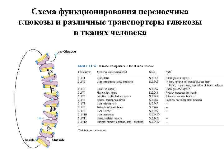 Схема функционирования переносчика глюкозы и различные транспортеры глюкозы в тканях человека 