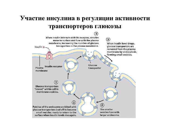 Участие инсулина в регуляции активности транспортеров глюкозы 