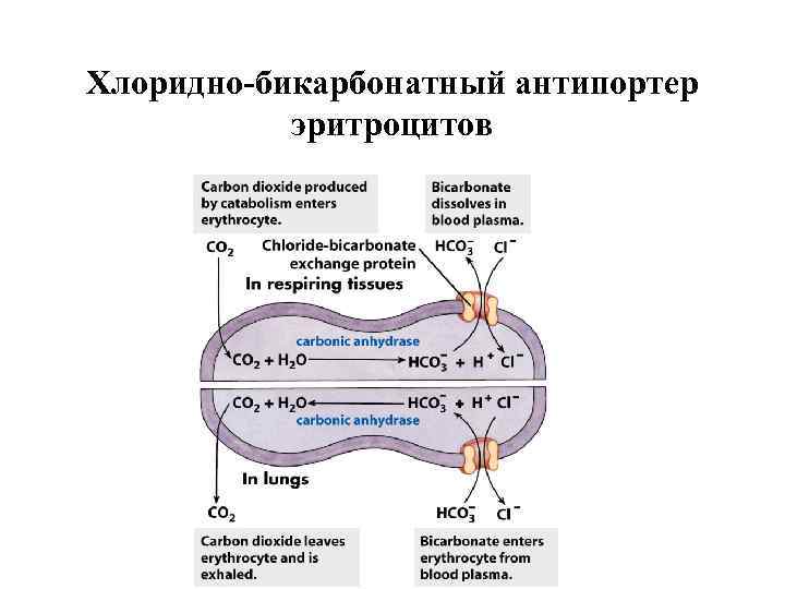 Хлоридно-бикарбонатный антипортер эритроцитов 