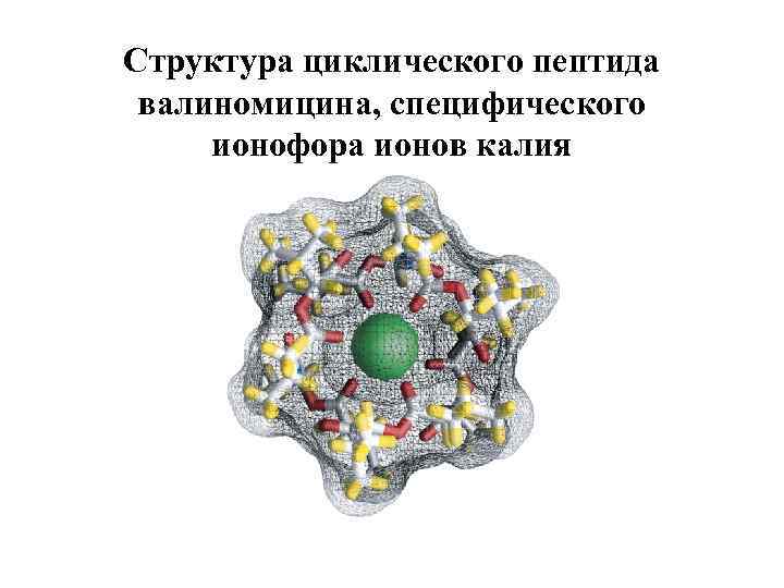 Структура циклического пептида валиномицина, специфического ионофора ионов калия 
