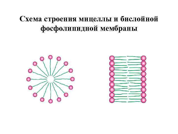 Схема строения мицелл