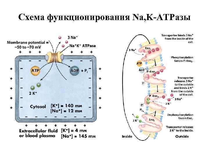 Схема функционирования Na, K-АТРазы 