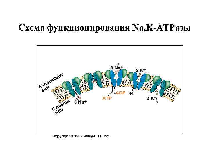 Схема функционирования Na, K-АТРазы 