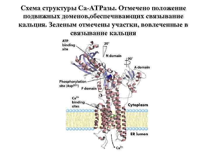 Схема структуры Са-АТРазы. Отмечено положение подвижных доменов, обеспечивающих связывание кальция. Зеленым отмечены участки, вовлеченные