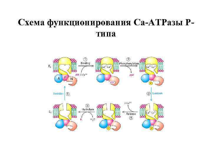 Схема функционирования Са-АТРазы Ртипа 