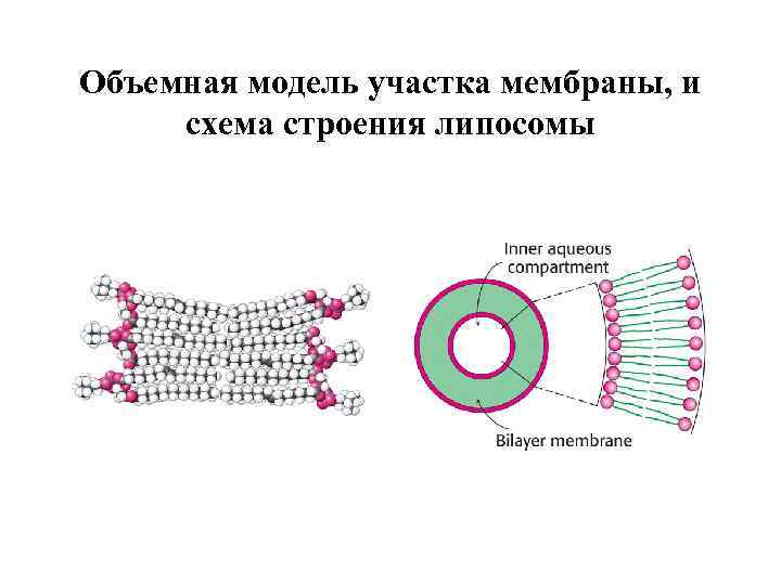 Схема мембраноатакующего комплекса