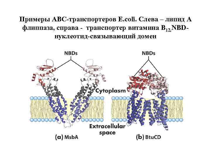 Примеры АВС-транспортеров E. coli. Слева – липид А флиппаза, справа - транспортер витамина В