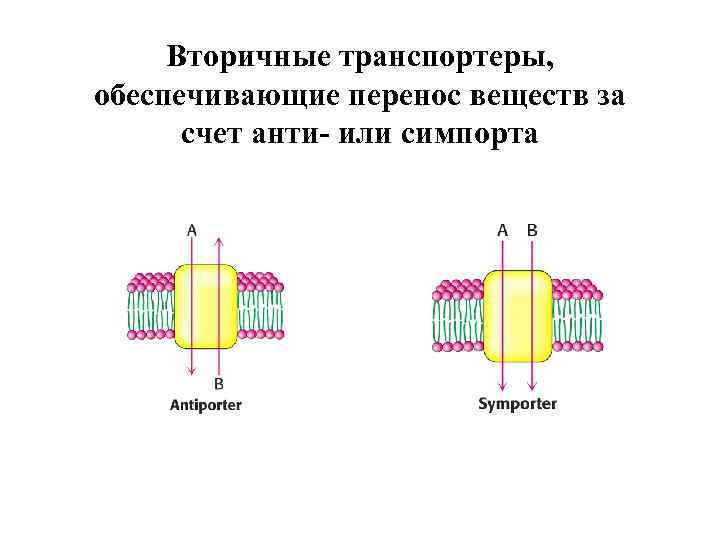 Вторичные транспортеры, обеспечивающие перенос веществ за счет анти- или симпорта 