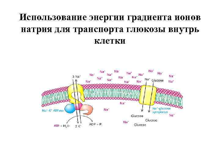 Использование энергии градиента ионов натрия для транспорта глюкозы внутрь клетки 