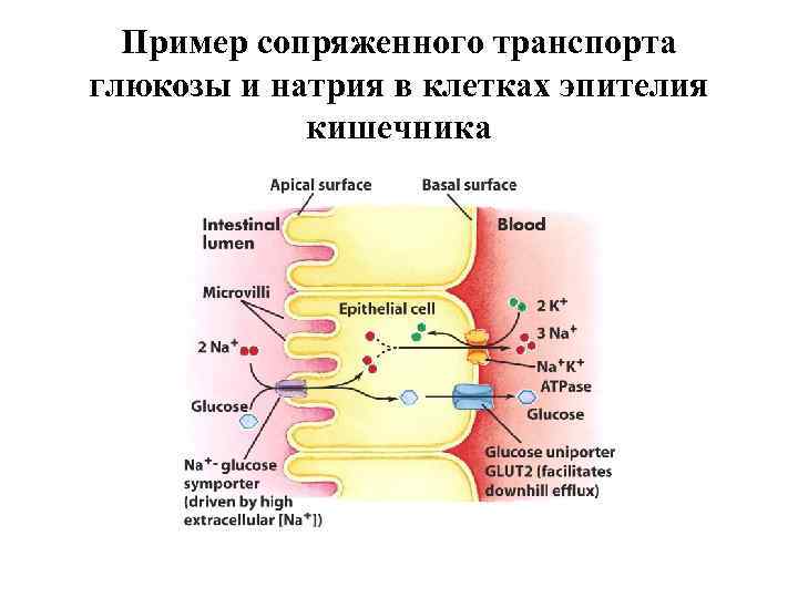 Транспорт глюкозы