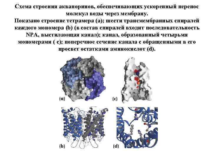 Схема строения аквапоринов, обеспечивающих ускоренный перенос молекул воды через мембрану. Показано строение тетрамера (a);