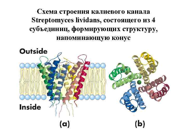 Схема строения калиевого канала Streptomyces lividans, состоящего из 4 субъединиц, формирующих структуру, напоминающую конус