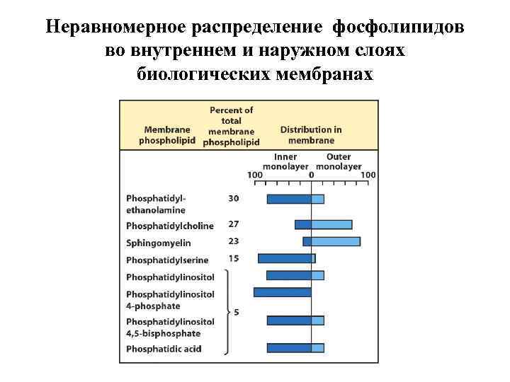 Неравномерное распределение фосфолипидов во внутреннем и наружном слоях биологических мембранах 