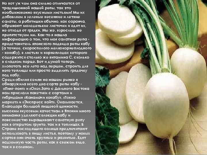 Но вот уж чем она сильно отличается от традиционной нашей репы, так это необыкновенно