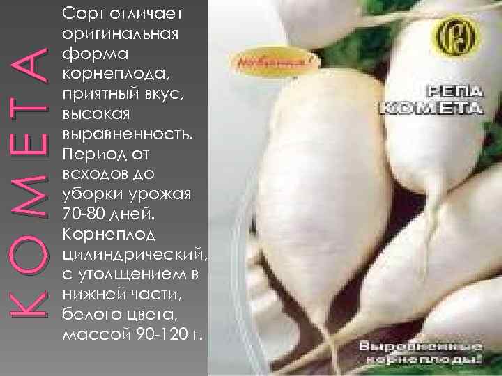 КОМЕТА Сорт отличает оригинальная форма корнеплода, приятный вкус, высокая выравненность. Период от всходов до