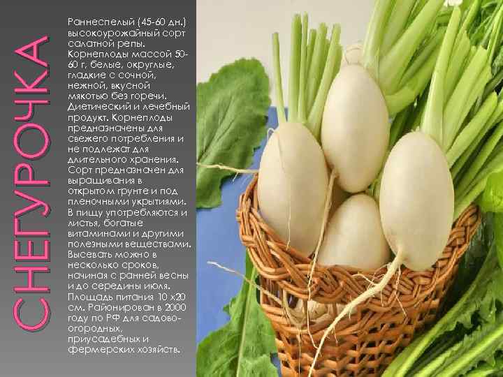 СНЕГУРОЧКА Раннеспелый (45 -60 дн. ) высокоурожайный сорт салатной репы. Корнеплоды массой 5060 г,