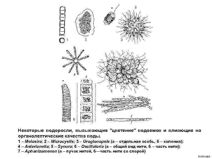 Некоторые водоросли, вызывающие "цветение" водоемов и влияющие на органолептические качества воды. 1 – Melosira;