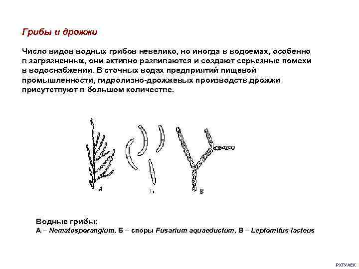Грибы и дрожжи Число видов водных грибов невелико, но иногда в водоемах, особенно в