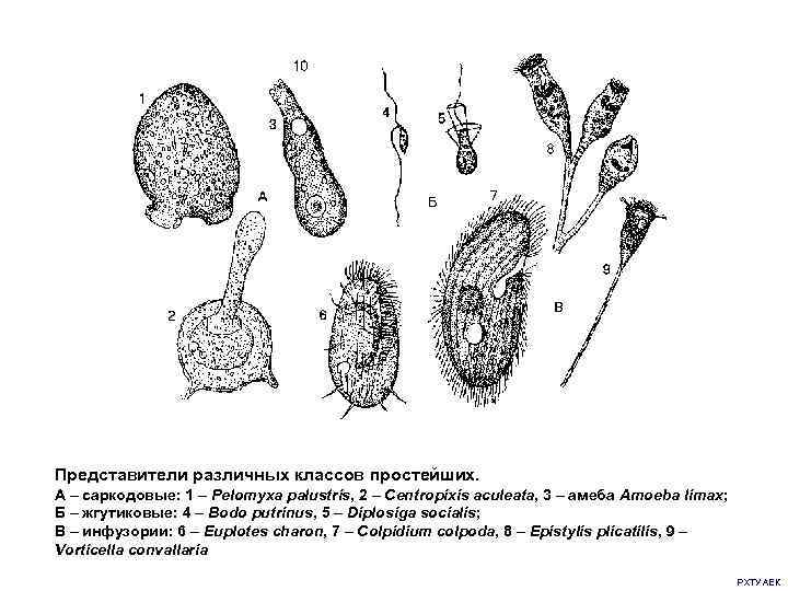 Представители различных классов простейших. А – саркодовые: 1 – Pelomyxa palustris, 2 – Centropixis