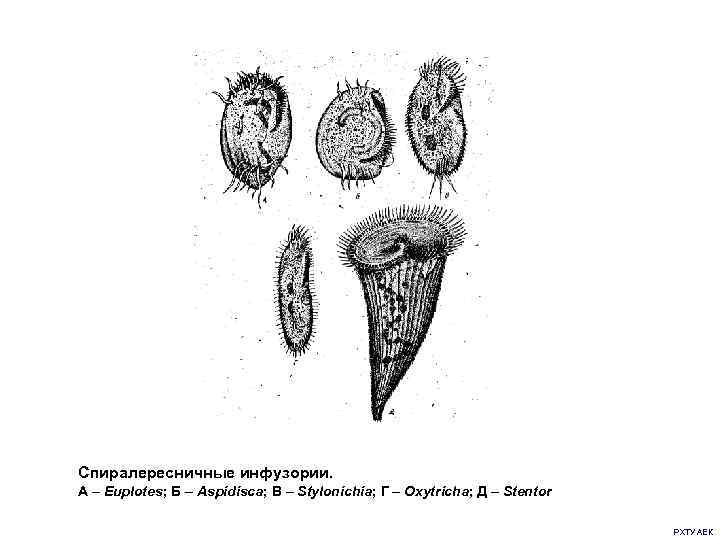 Спиралересничные инфузории. А – Euplotes; Б – Aspidisca; В – Stylonichia; Г – Oxytricha;