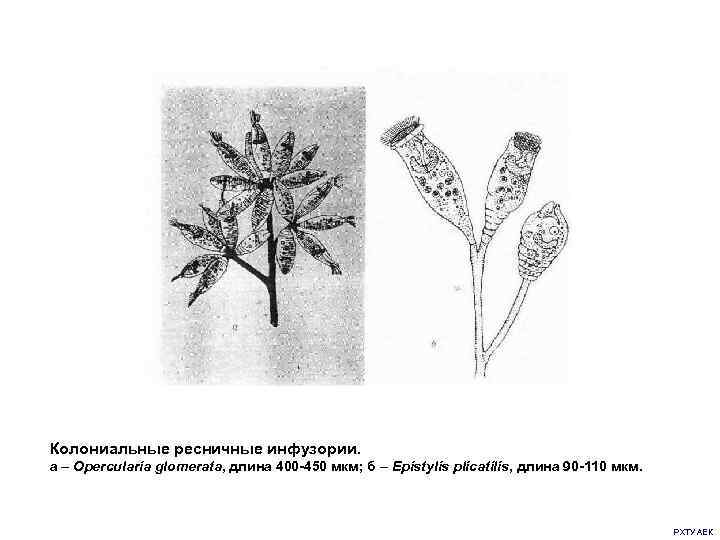 Колониальные ресничные инфузории. а – Opercularia glomerata, длина 400 -450 мкм; б – Epistylis