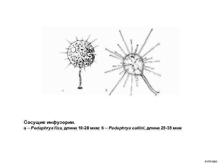 Сосущие инфузории. а – Podophrya fixa, длина 10 -28 мкм; б – Podophrya collini,