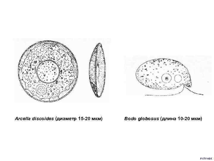 Аrcella discoides (диаметр 15 -20 мкм) Bodo globosus (длина 10 -20 мкм) РХТУ АЕК
