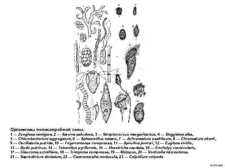 Организмы полисапробной зоны. 1 — Zoogloea ramigera, 2 — Sarcina paludosa, 3 — Streptococcus