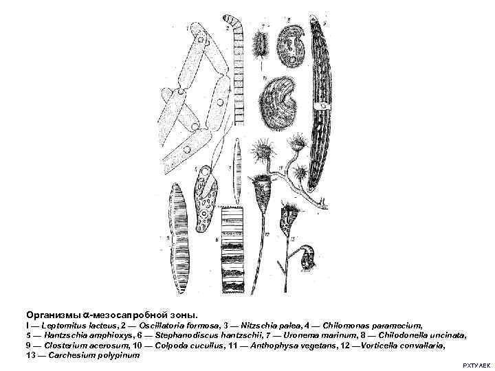 Организмы -мезосапробной зоны. I — Leptomitus lacteus, 2 — Oscillatoria formosa, 3 — Nitzschia