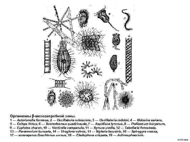 Организмы -мезосапробной зоны. 1 — Asterionella formosa, 2 — Oscillatoria rubescens, 3 — Oscillatoria