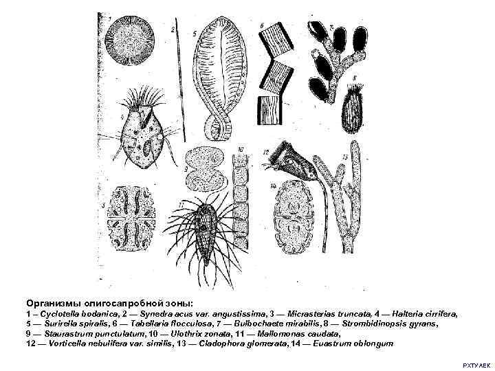 Организмы олигосапробной зоны: 1 – Cyclotella bodanica, 2 — Synedra acus var. angustissima, 3