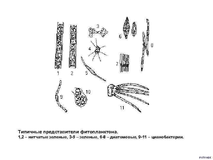 Типичные представители фитопланктона. 1, 2 – нитчатые зеленые, 3 -5 – зеленые, 6 -8