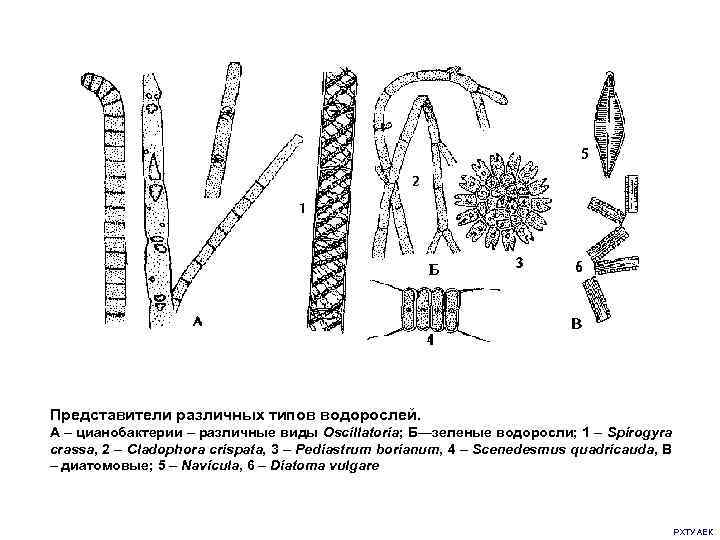 Представители различных типов водорослей. А – цианобактерии – различные виды Oscillatoria; Б—зеленые водоросли; 1