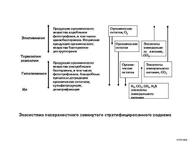 Эпилимнион Термоклин хемоклин Гиполимнион Ил Продукция органического вещества аэробными фототрофами, в том числе цианобактериями.