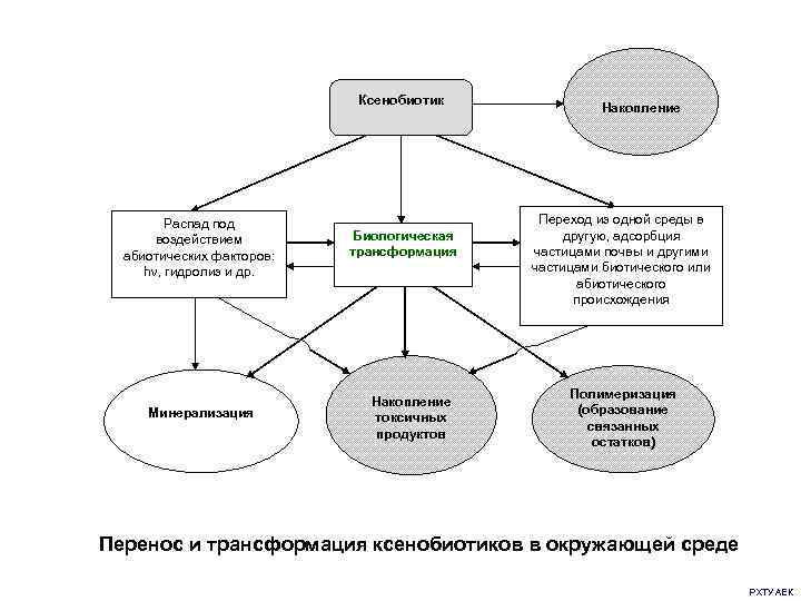 Ксенобиотики. Основные источники воздействия ксенобиотиков на организм человека. Ксенобиотики схема. Влияние ксенобиотиков на организм человека. Виды ксенобиотиков.