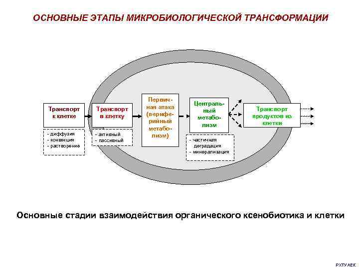 ОСНОВНЫЕ ЭТАПЫ МИКРОБИОЛОГИЧЕСКОЙ ТРАНСФОРМАЦИИ Транспорт к клетке Транспорт в клетку - диффузия - конвекция