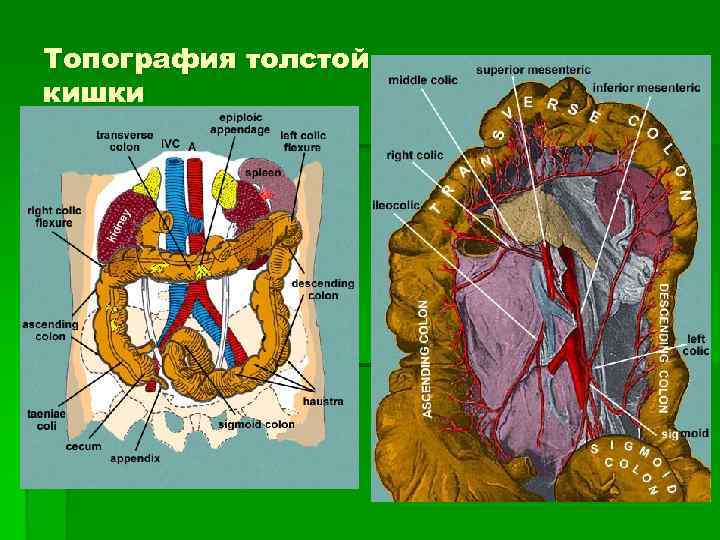 Топография толстой кишки 