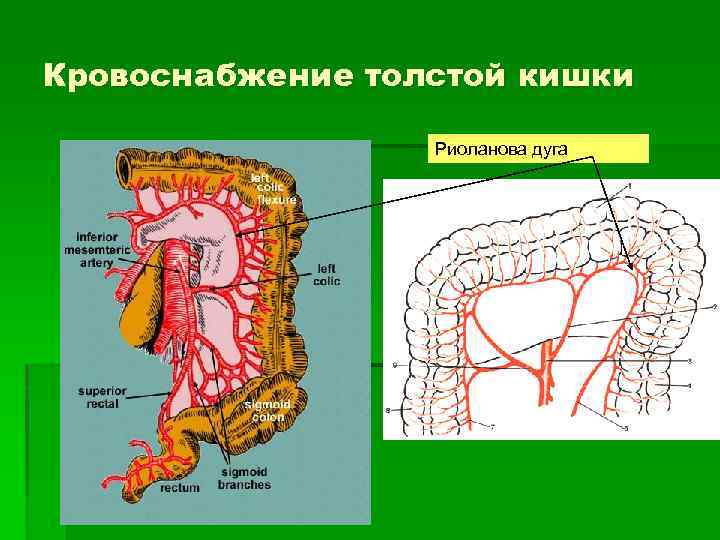 Кровоснабжение толстой кишки Риоланова дуга 