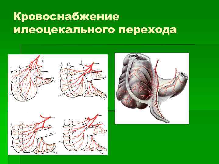Кровоснабжение илеоцекального перехода 