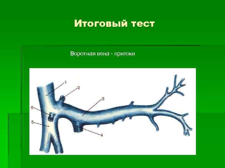 Итоговый тест Воротная вена - притоки 