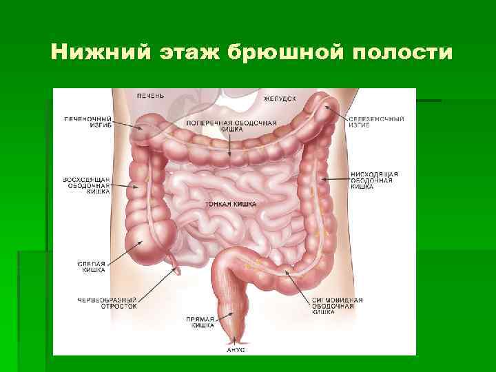 Брюшной. Топографическая анатомия органов Нижнего этажа брюшной полости. Анатомия Нижнего этажа брюшины. Этажи брюшины топографическая анатомия. Топография брюшины Нижнего этажа брюшной полости: каналы.