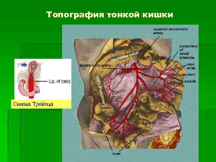 Топографическая анатомия брюшной