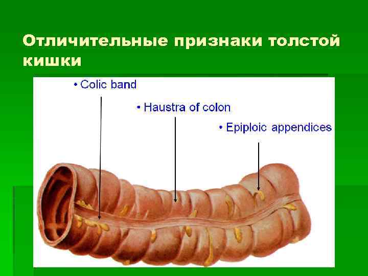 Отличительные признаки толстой кишки 