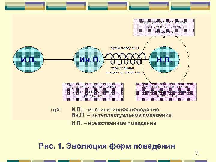 где: И. П. – инстинктивное поведение Ин. П. – интеллектуальное поведение Н. П. –