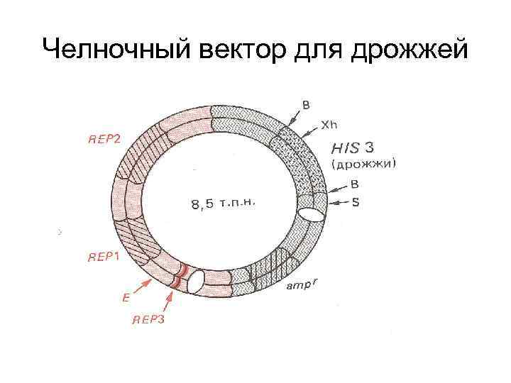 Челночный вектор для дрожжей 