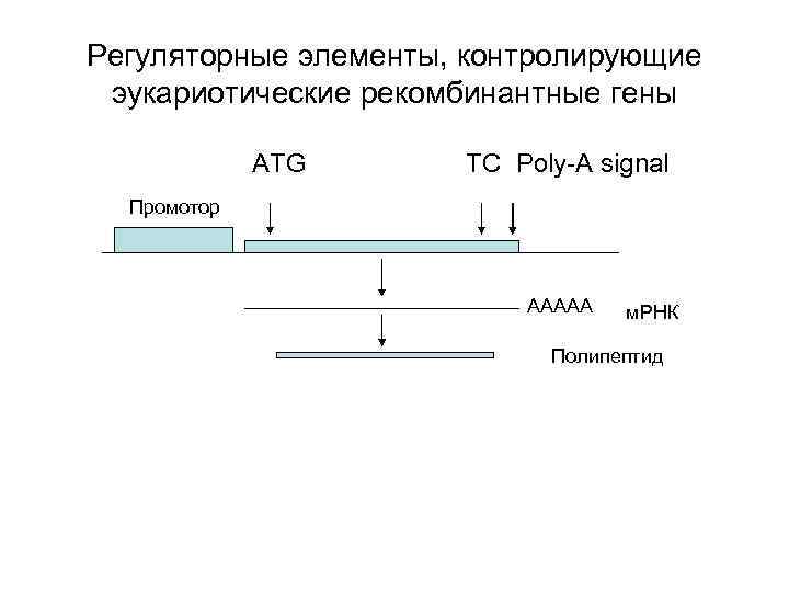 Регуляторные элементы, контролирующие эукариотические рекомбинантные гены ATG TC Poly-A signal Промотор AAAAA м. РНК
